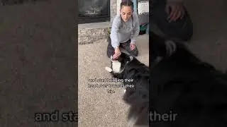 #dogrescue #dogsoftiktok #dogtrainingtips #dogadvice #rollovertrick #puppytricks