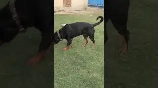 Dogs 🐕Enjoy Evening 🌄Park 🌳Activity | Fun Outdoor Time at Oma Pet Boarding Noida🏡🐾