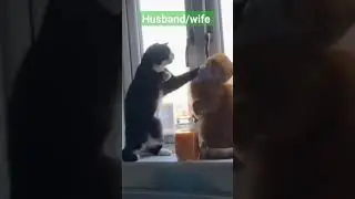 husband and wife#short#youtubeshorts #comedy #cat#husband #wife #jagda#funny #pets #cat