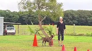 Any Other Animal Agility May/June 2024 Ineke Keough #3022/05/22E Lulu -Dog Kelpie x Staffy