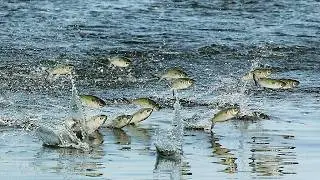 WHAT A FISHING TRIP! A FOOD OF PREDATORY FISH. THE RIVER IS BOILING! FIRST SUMMER FISHING TRIP OF...
