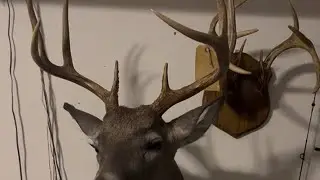 Trophy Deer