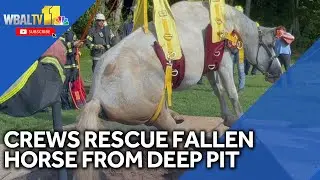 Firefighters rescue horse from Reisterstown pit