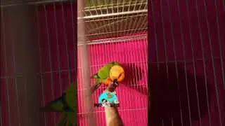 jenday conure breeding dance