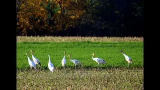 Operation Migration Whooping Crane Stream