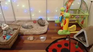 LIVE STREAM - Kittens