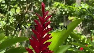 A Walk Through Anse Mamin