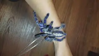BEAUTIFUL BLUE TARANTULA! Poecilotheria metallica (Gooty Sapphire Ornamental)