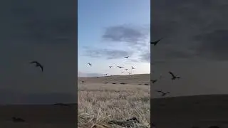 8 geese 4 men #throwback  #goosehunting #orkneygoosehunts #bestguide