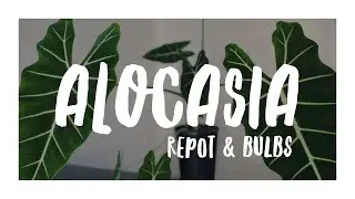 Alocasia Micholitziana 'Frydek' - New Bulbs & Repotting