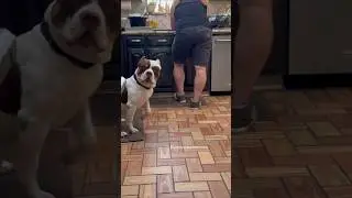 That wiggle butt 🥰 Burleson's Odin