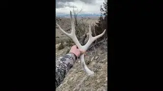 Tom and Raymond's Favorite Deer Shed Spot