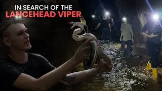 Searching for Thailand's RAREST Viper! Exploring Caves & more! Part 1