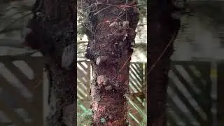Классическая обрезка для частных домовладельцев (не оставляйте пеньки) #обрезкадеревьев #вечнозел...