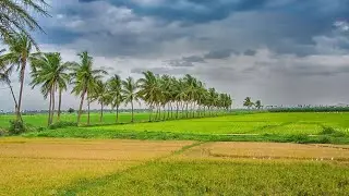 || కొబ్బరి చెట్ల అందాలు😍😍 Beautiful Journey Coconut Tree views 🌴🌴 ||