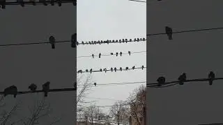 Meeting about migration #birds #pigeons #meeting #nature