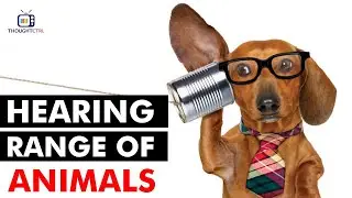 How Do Animals Hear Sound | How Do Dogs Hear So Well (Animal Hearing Comparison)
