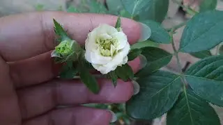 Floral Delights: A Collection of Rare and Exquisite Flowers 🌷 Explore_pakistan1707