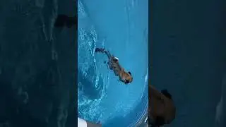 Swimming Pool Pug