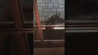 Ey du verr&uuml;ckter Vogel, was willst du hier