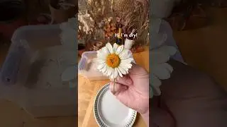 Silica gel is a great way to dry flowers while maintaining their color and shape #flowers #diycrafts