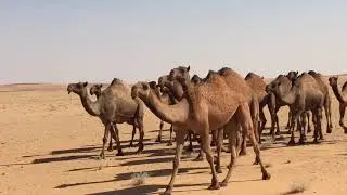 إبل أبناء مرزوق بن سند المخلفي الحربي ( رحمه الله )