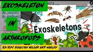 EXOSKELETON IN ARTHROPODS || CHAP 23 || MILLER AND HARLEY ZOOLOGY 