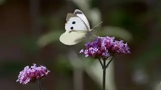 Colorful Bird on Flower | Relaxing Nature Scene