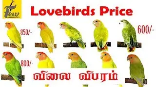 Love Birds price in India | all lovebirds new price update in 2019 - 2020