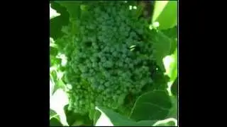 Broccolini Vegetable Health Benefits & Side Effects