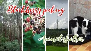 Blackberry picking, German forest restaurant + end of summer fair at an animal shelter 🍄🌲🐾