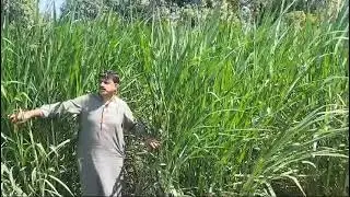 Multi cut grass#animals #viralvideo #trending