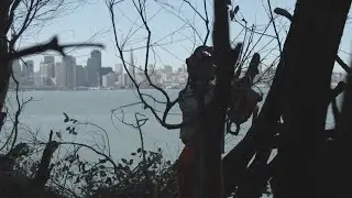 Eucalyptus Dead Wood Removal