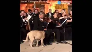 A Dog walks on stage at a concert. Steals Show