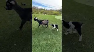UPDATE ON MY GOAT 😢🙏🏼
