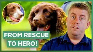 Rescue Turned Police Dog Helps Sniff Out Illegal Tabacco | Dog Detectives