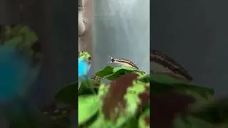 i bought oto catfishes for my betta tank! #shorts #bettafish #betta #aquarium #aquascape #trending