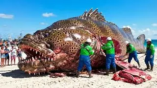 One Ton Grouper Slaughtered by Hand &ndash; Unreal Fish Cutting Skills!