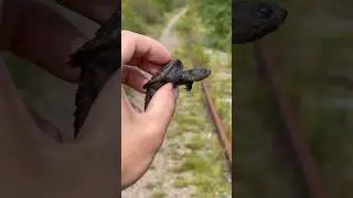 Meet Squirtle The Baby Snapping Turtle 🐢🥹 #shorts