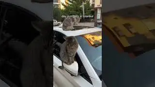 Istanbul&mdash;-The City of Cats 🐈 🐈🐈catcatlover cutecatfunnyvideos anima #Shorts #fashion #dailyvlog