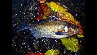 Freshwater Fishing Costa Rica - Aexander Jara M.