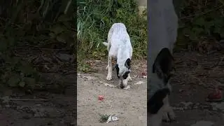 🐕❤️Helped animals #summer #dog #dogs #help #animals #animallovers #animallover #crows #raven #love