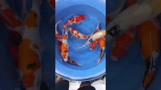 Spesial Showa AKF! #koi #ikankoiberkualitas #ikankoijumbo #ikankoi #koiindonesia #koifish #skfkediri