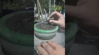 Ismet Hafiz Alim sedang live sekarang!
