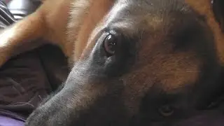 German Shepherd Cuddle Monster - The Aggressive Breed (GSD)