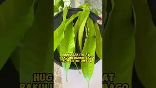 DAHON NG MANGGA PARA SA MGA MALALABONANG MATA #herbal