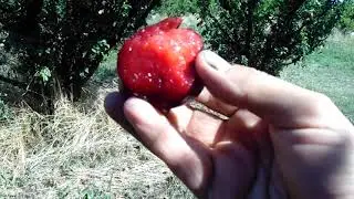Cosecha de ciruela 20 21 Santa Rosa