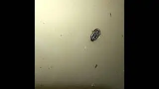 This Beetle Walks on Water ... Upside-Down