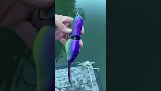 Обзор Swimbait: Illude Rad Rat