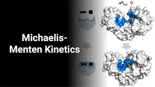 Michaelis Menten Kinetics [Chemical Reaction Engineering]